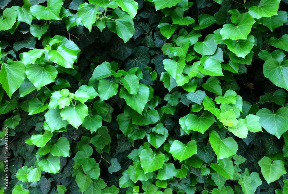 Green ivy leaves. Textural floral background of young green leaves. Green ivy leaves. Textural floral background of young green leaves.