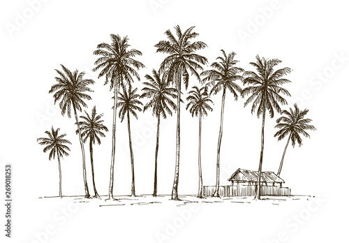 Traditional village hut with coconut trees in Java island  Indonesia