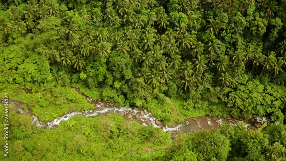 River in the rainforest through the green jungle covered with green forest and palm trees aerial view. River in the green forest. Camiguin, Philippines. River in the rainforest through the green jungle covered with green forest and palm trees aerial view. River in the green forest. Camiguin, Philippines.