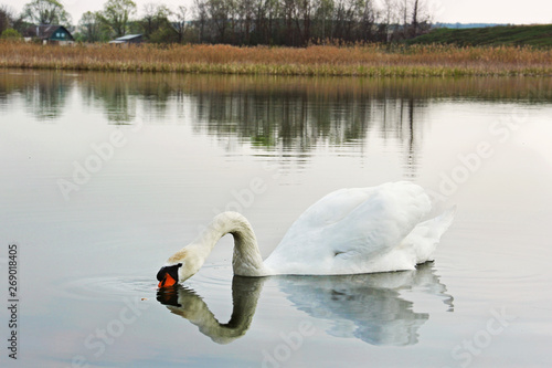 Swan. Beautiful swan on the water. Beautiful bird