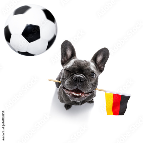 soccer football dog © Javier brosch