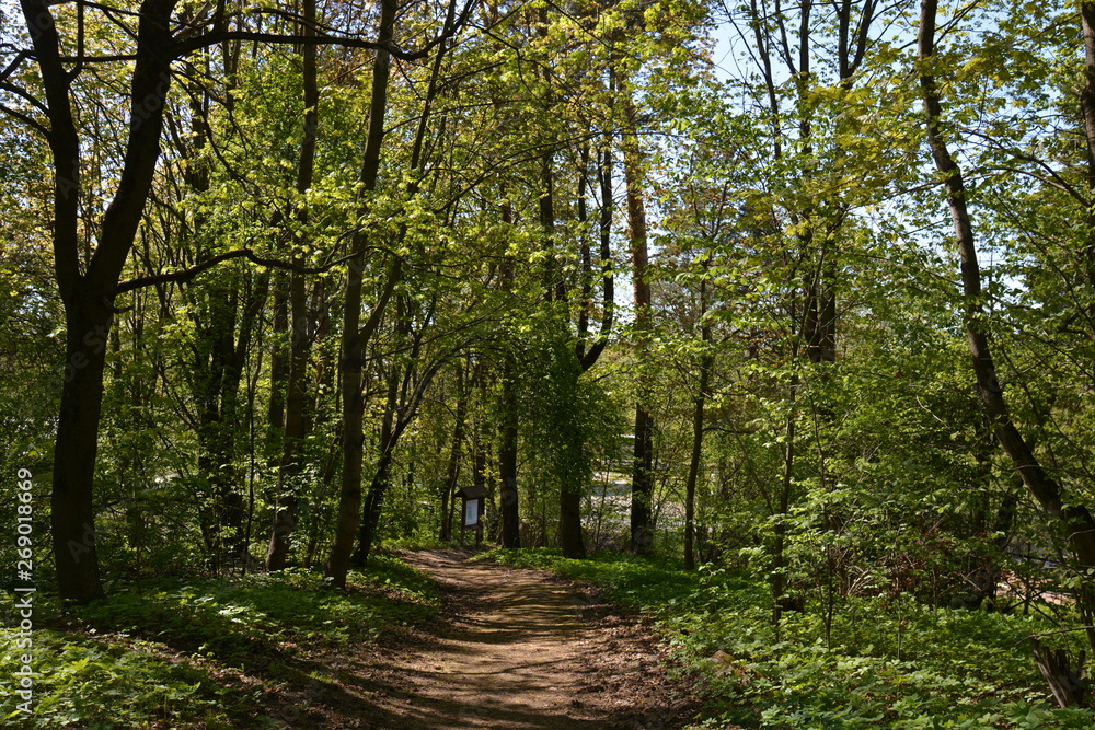 path in the forest