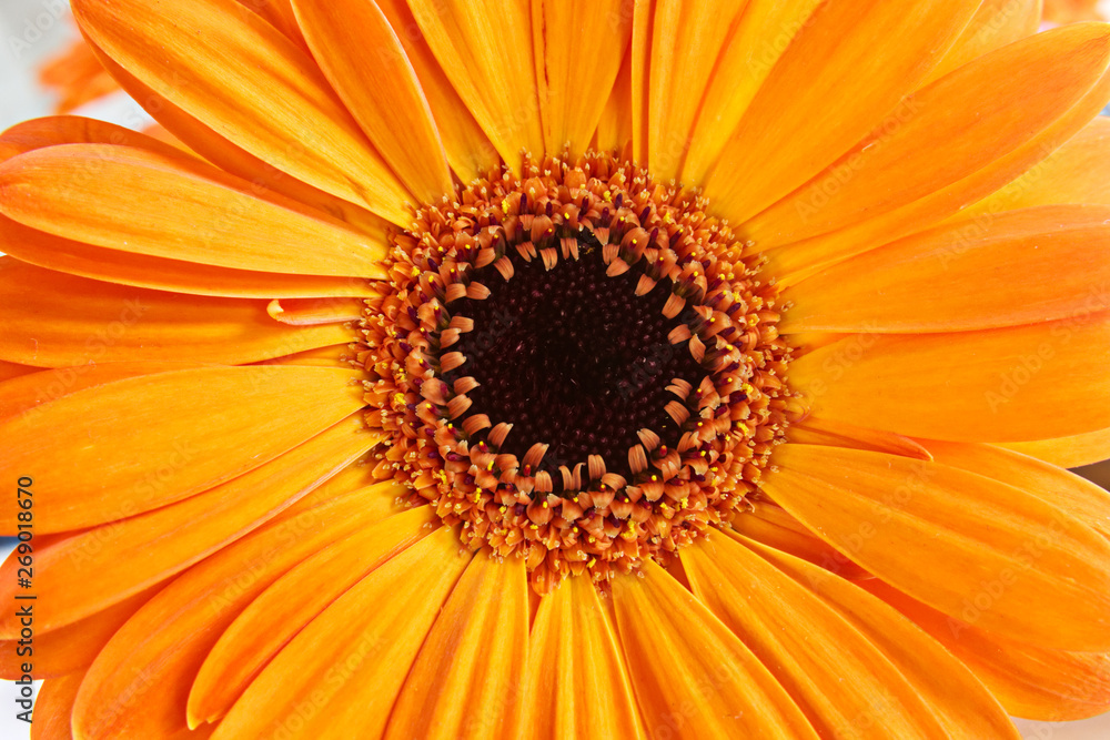 orange-oxeye-daisy