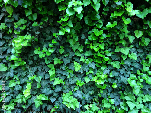 Wallpaper Mural Green ivy leaves. Textural floral background of young green leaves. Torontodigital.ca