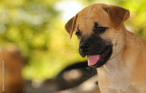 Cute puppy brown 