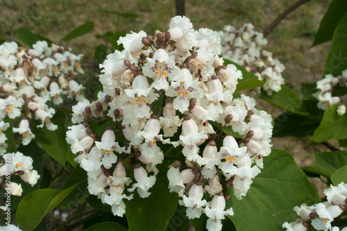 Flowers on branch of catalpa tree in June