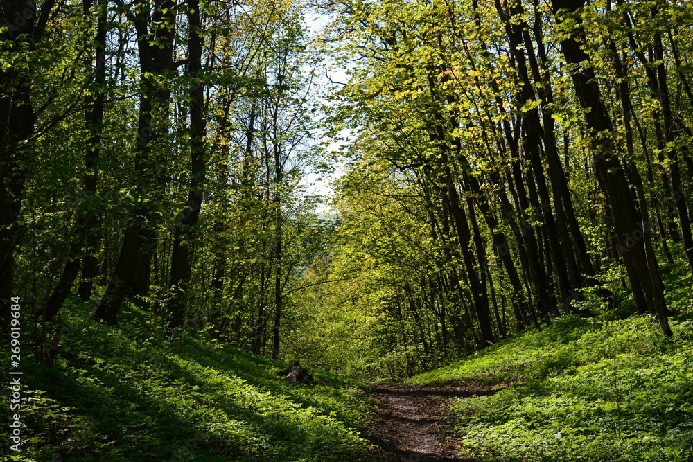 trees in the forest trees in the forest