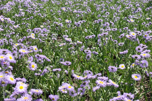 Leafage and violet flowers of Erigeron speciosus in June