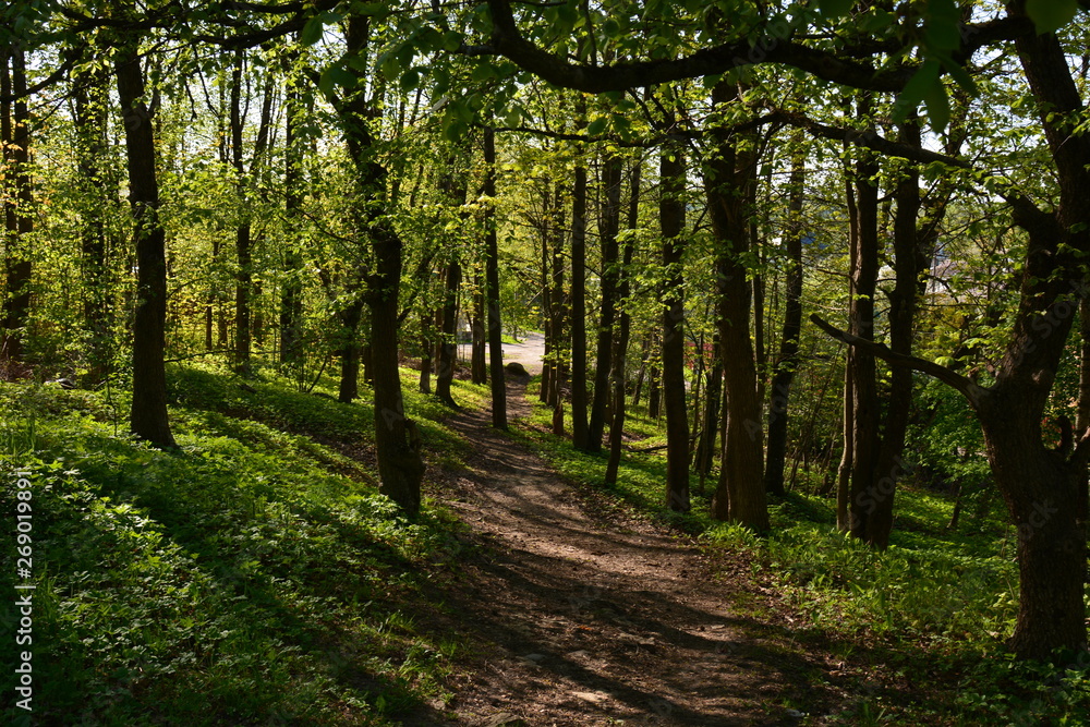 Obraz premium path in the forest