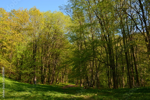 autumn in the park