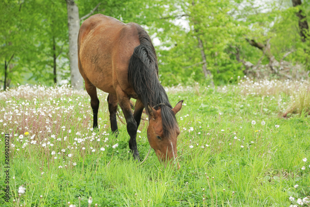 Horse grazing on a green field with white flowers Horse grazing on a green field with white flowers