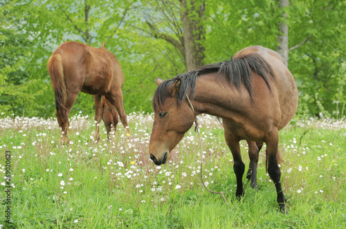 Two horses grazing on a green field with white flowers