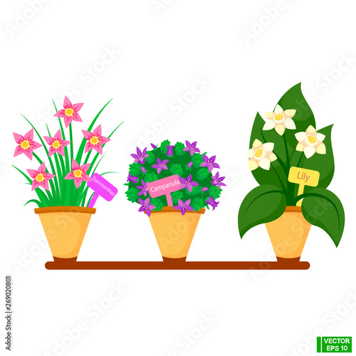 Set of indoor flowering plants in pots