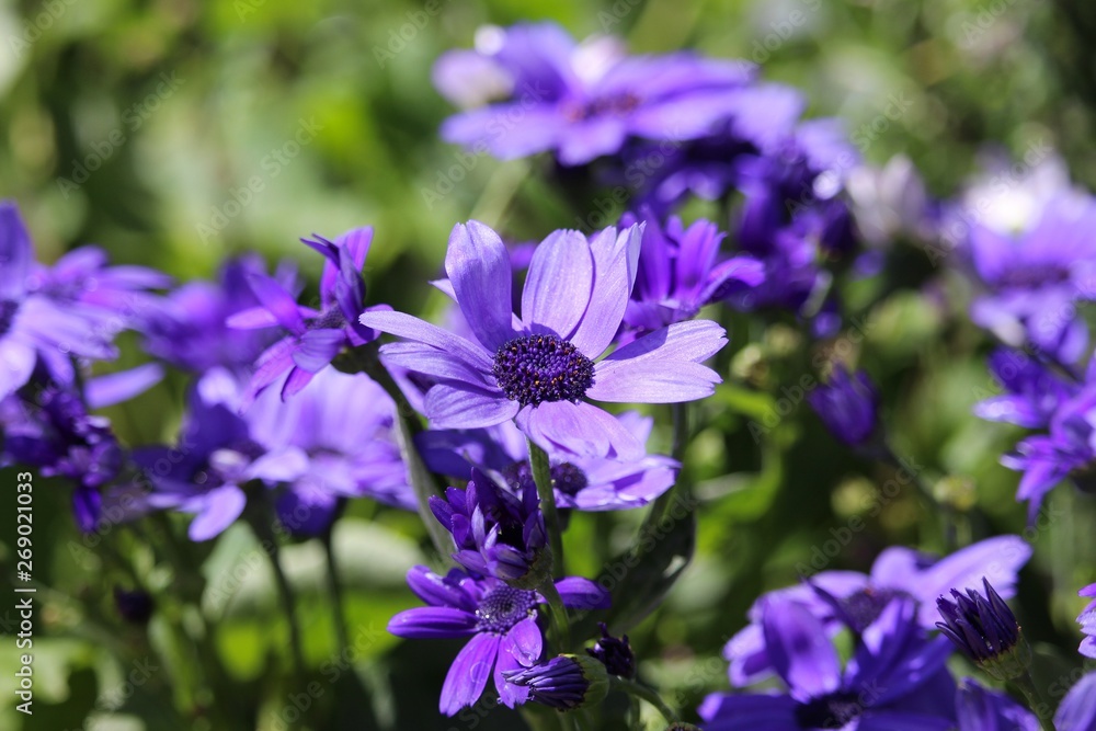 Blue sea of African Daisy blooms 