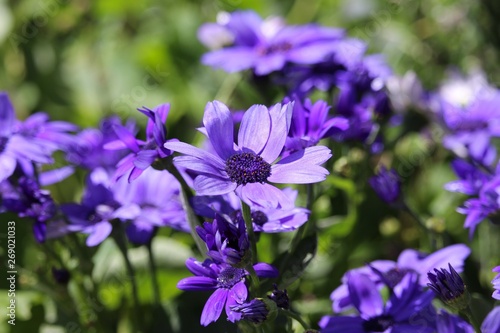 Blue sea of African Daisy blooms 