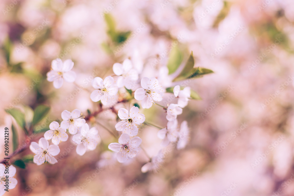 Branch of blossom cherry tree with beautiful bokeh background. Close-up Branch of blossom cherry tree with beautiful bokeh background. Close-up
