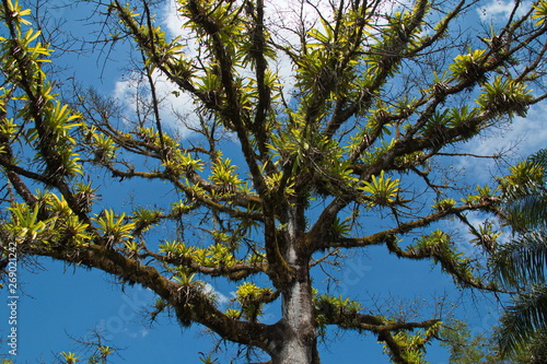 Epiphyte plants in Corcovado NP on peninsula Osa in Costa Rica