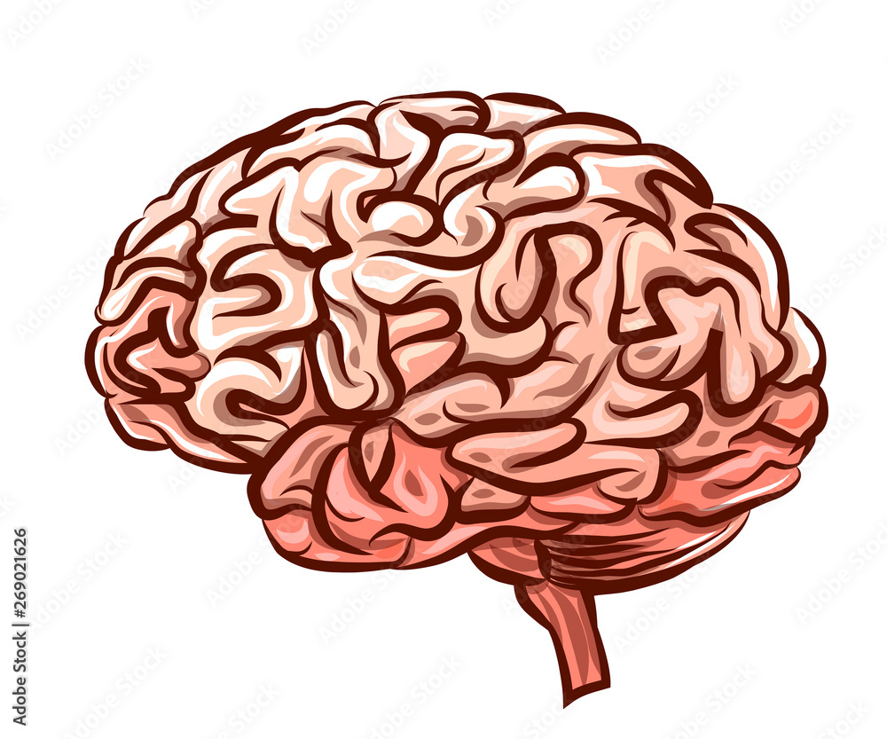 The human brain. Graphic, colored drawing of the brain side view on a ...