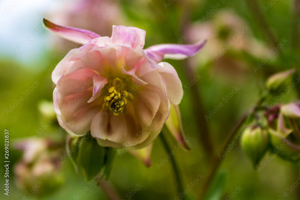 Pink flowering european columbine (Aquilegia vulgaris) with open blossom, close up and selective focus. Pink flowering european columbine (Aquilegia vulgaris) with open blossom, close up and selective focus.