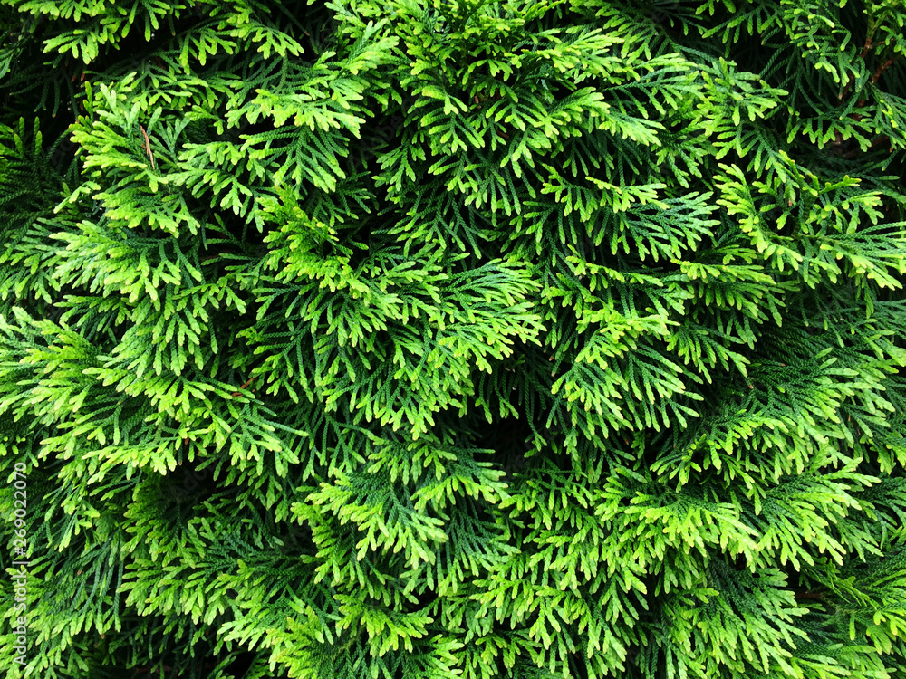 Green branches of thuja. Textural vegetative background from young green branches. Green branches of thuja. Textural vegetative background from young green branches.