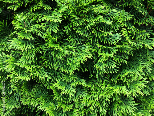 Green branches of thuja. Textural vegetative background from young green branches.