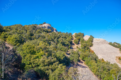 green trees growing on the rocky cliff