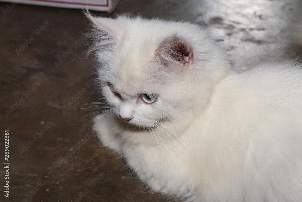 White Persian cat is looking something left side