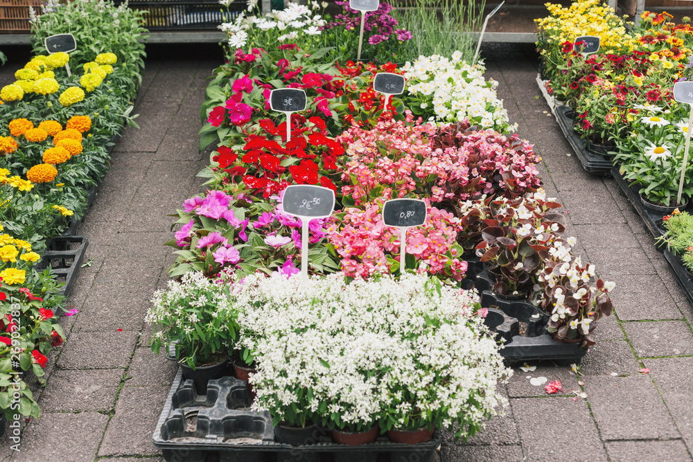 Sale of variety flowers seedlings
