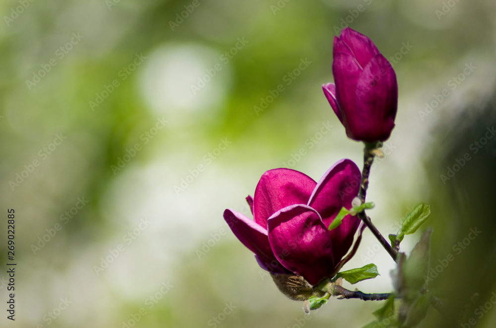 tulpenbäumchen tulpenbäumchen