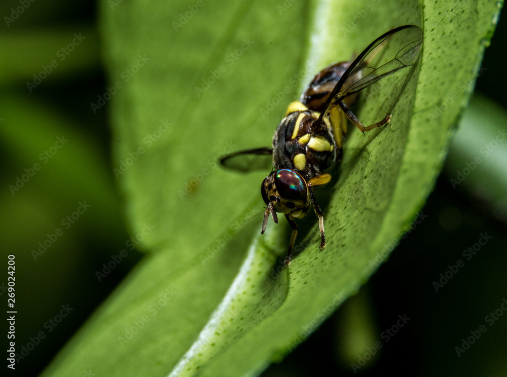 bee on a leaf bee on a leaf