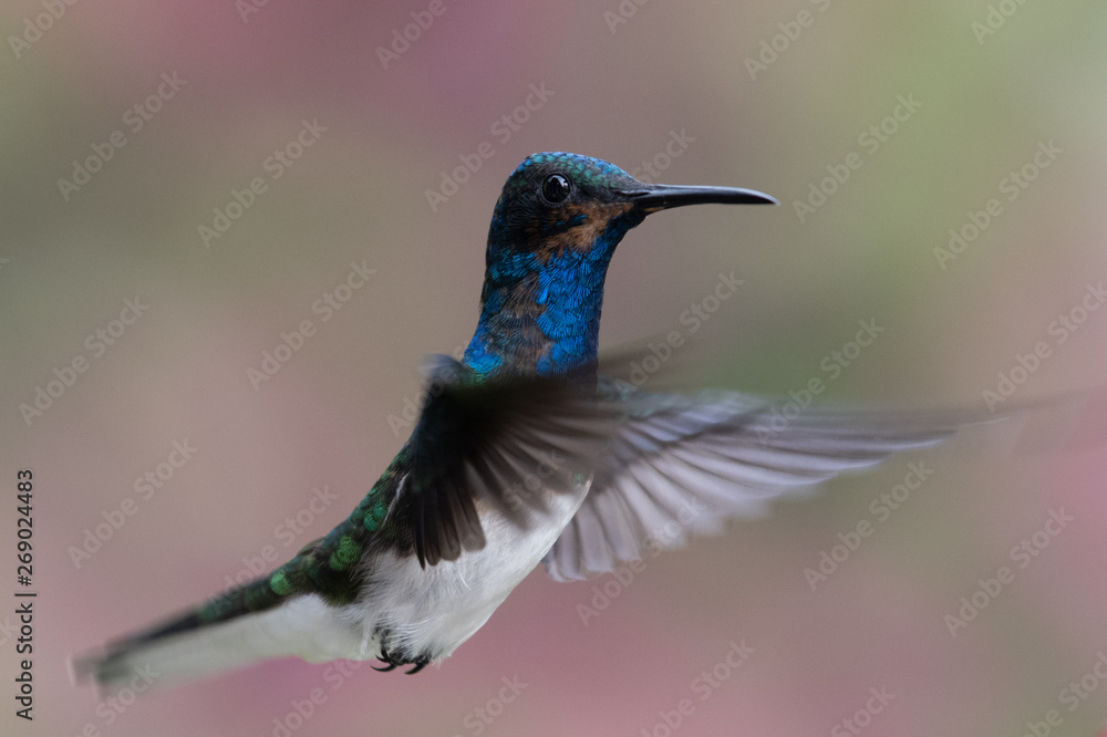 Obraz premium Blue hummingbird Violet Sabrewing flying next to beautiful red flower. Tinny bird fly in jungle. Wildlife in tropic Costa Rica. Two bird sucking nectar from bloom in the forest. Bird behaviour