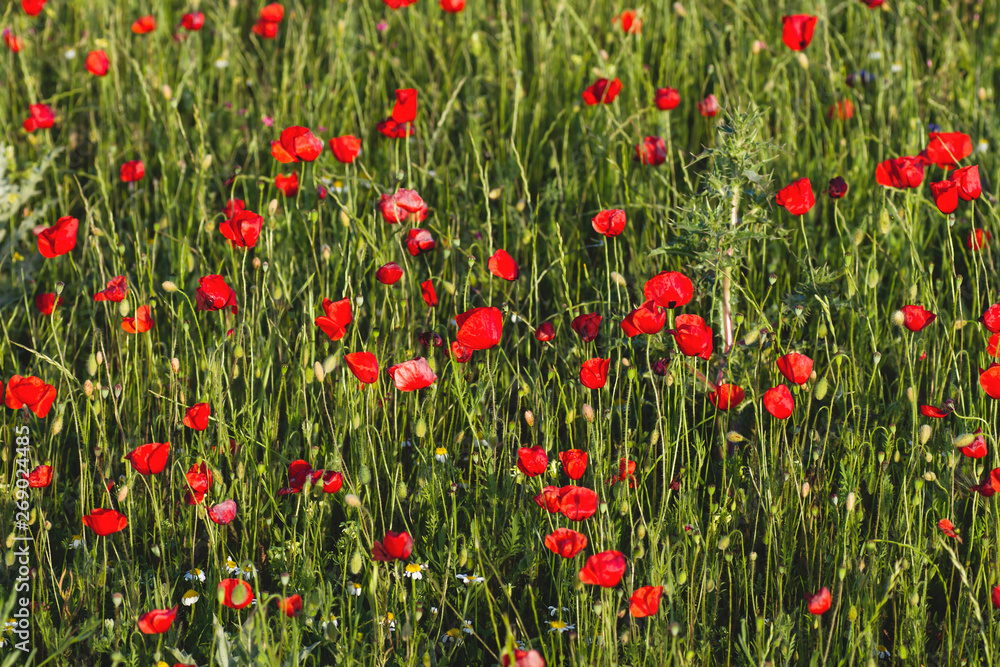 Wild red poppy flowers and green grass