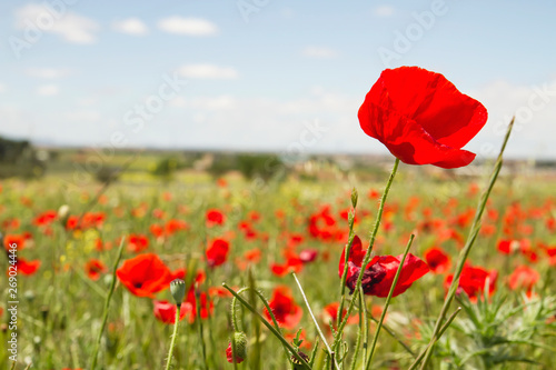 Detail of wild red poppies blooming in the springtime countryside