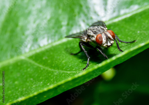 close up flies on green leaves