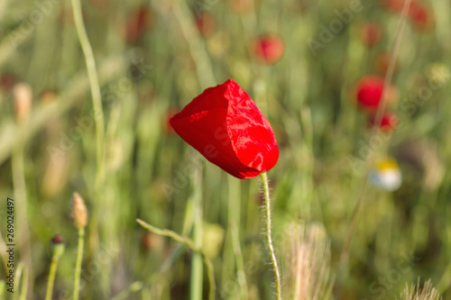 Wild red poppy flower close up photo