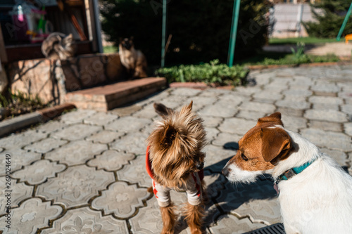Yorkshire terrier met jack russell terrier and two cats on a road next to a country house near Moscow in May 2019