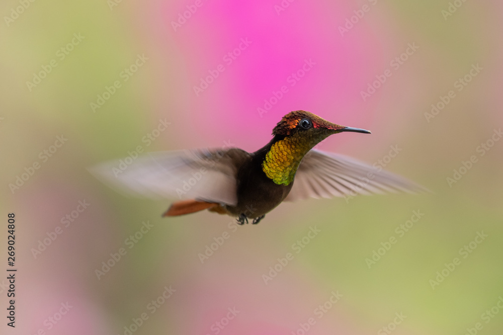 Blue hummingbird Violet Sabrewing flying next to beautiful red flower. Tinny bird fly in jungle. Wildlife in tropic Costa Rica. Two bird sucking nectar from bloom in the forest. Bird behaviour Blue hummingbird Violet Sabrewing flying next to beautiful red flower. Tinny bird fly in jungle. Wildlife in tropic Costa Rica. Two bird sucking nectar from bloom in the forest. Bird behaviour