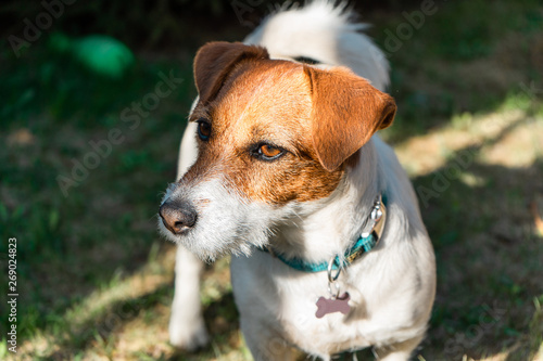 Fototapeta Naklejka Na Ścianę i Meble -  Jack Russell Terrier on green grass in park near Moscow in May 2019