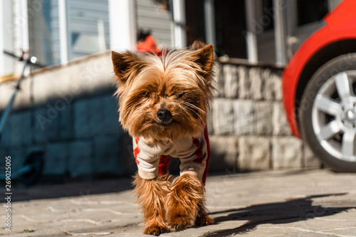 Yorkshire terrier in dog clothes stands on the road near red car next to the country house near Moscow in May 2019 © smilewalli