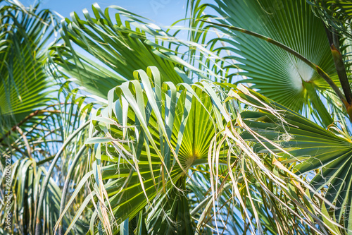 Branchy branches of green palm trees hang in sun with blue sky. © Evgenii