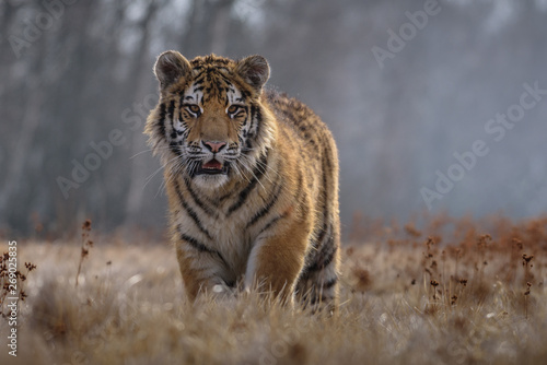 Siberian Tiger running. Beautiful  dynamic and powerful photo of this majestic animal. Set in environment typical for this amazing animal. Birches and meadows