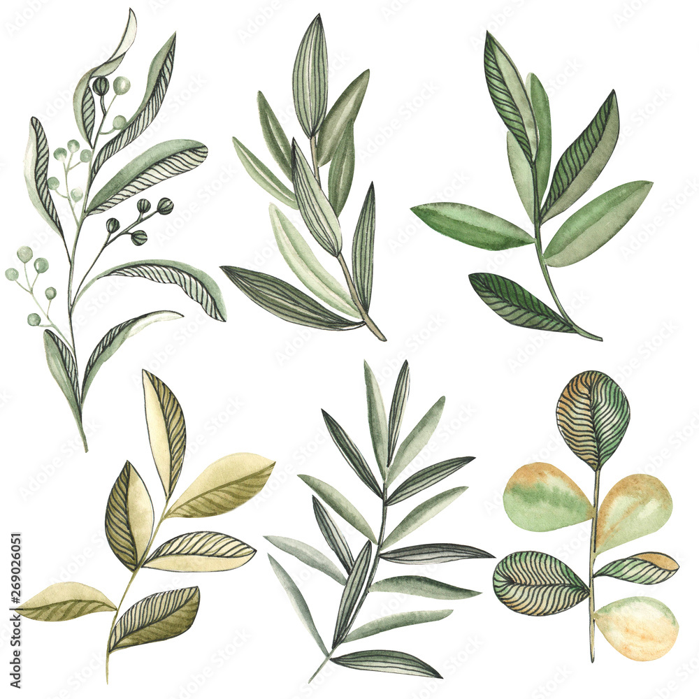  Watercolor illustration of green plants. Twig olives. Plantation of eucalyptus. Aquarium herbs. Creating a design of green plants. Wedding decorations