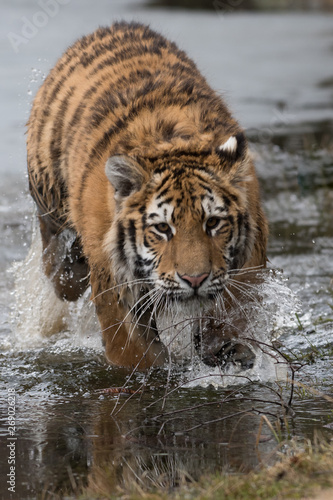 Siberian Tiger running. Beautiful  dynamic and powerful photo of this majestic animal. Set in environment typical for this amazing animal. Birches and meadows