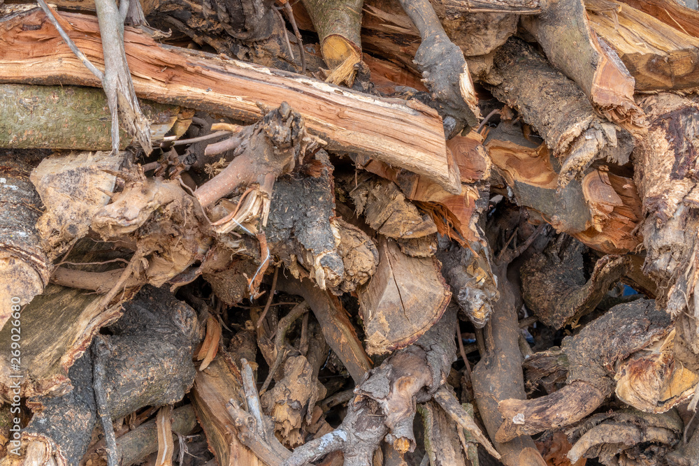 Tree firewood timber stacked afetr chop Tree firewood timber stacked afetr chop
