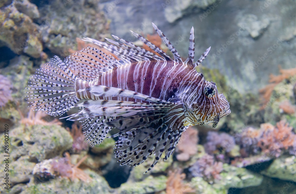 Close-up view of a Red Lionfish (Pterois volitans) Close-up view of a Red Lionfish (Pterois volitans)