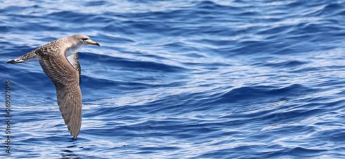 Flying Cory's shearwater (Calonectris diomedea) near Azores island Flores with copy space photo