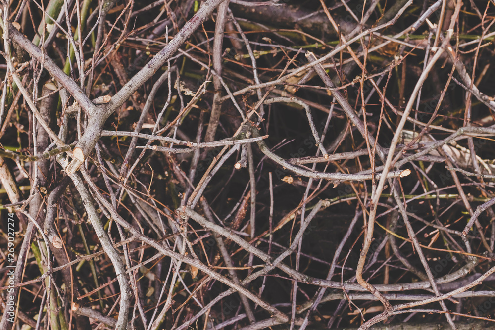 Texture of a dry branches, nature background. Cut branches of a trees Texture of a dry branches, nature background. Cut branches of a trees