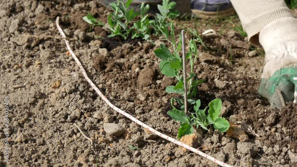 gardener woman plants young flower shoots in the garden gardener woman plants young flower shoots in the garden