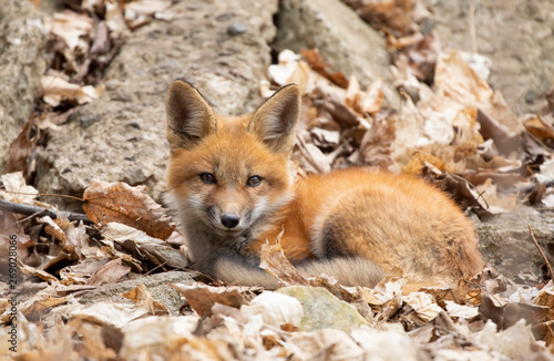 Fotografie Red fox Vulpes vulpes kit in the forest in springtime in Canada