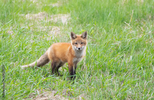 Red fox Vulpes vulpes kit waiting by the den on a grassy hill in springtime in Canada 